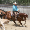 Monty Roberts riding his horse in a corral with a herd of cows.