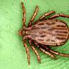 Dermacentor albipictus (Winter Tick)
