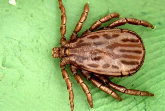Dermacentor albipictus (Winter Tick)