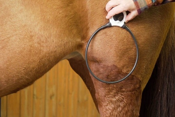 Uaing pulsed electromagnetic therapy on horse's stifle.