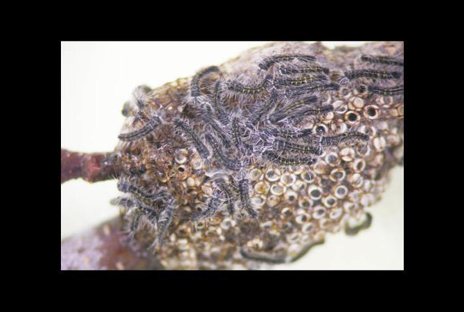 Tent caterpillars hatching from clump of eggs