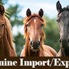 Importing and esporting horses as an international equine disease spreader.