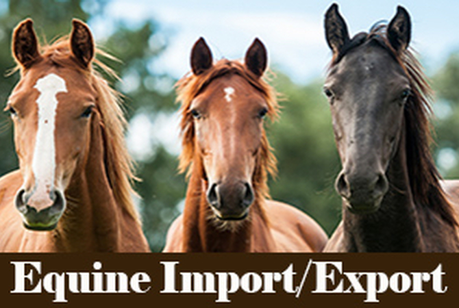 Importing and esporting horses as an international equine disease spreader.