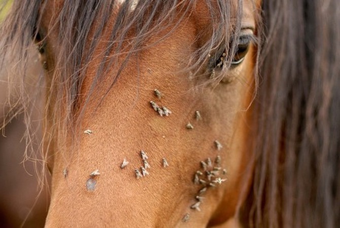 Biting flies on horse's face - Transmitters of equine infectious anemia.