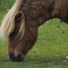 Shetland pony