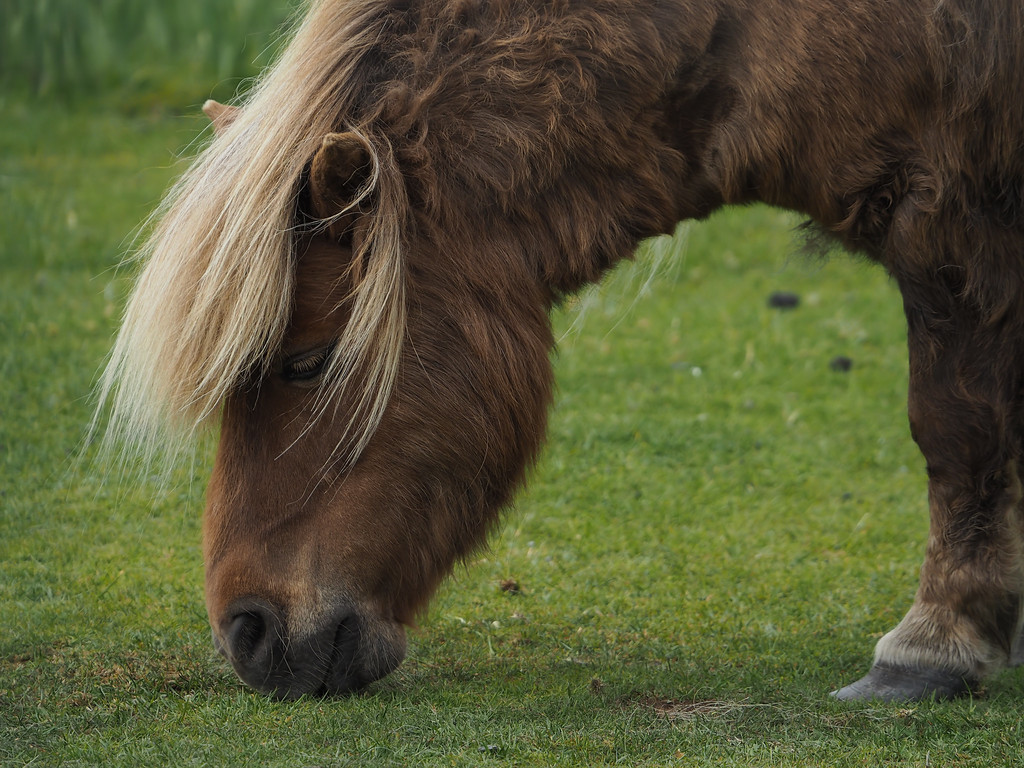 Can the Damaged Insulin Resistant Horse Be Fixed? | EquiMed - Horse ...