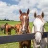 Scenic view of  healthy horses in a pasture on a lovely summer day.