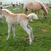 Palomino horses grazing in a summer pasture.