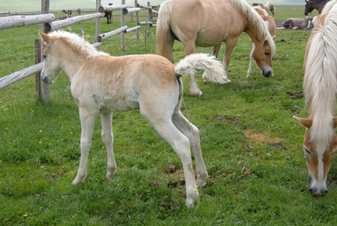 Palomino horses grazing in a summer pasture.