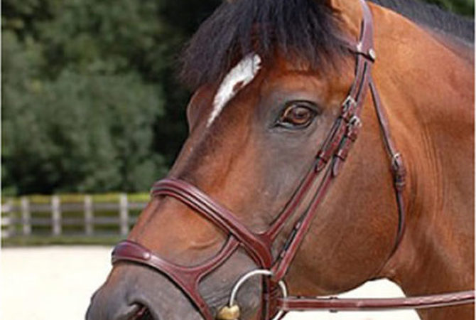 Horse wearing a double noseband known as a cavesson.