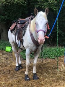 Brianna Tribett's white horse wearing Cavallo hoof boots..