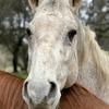 Cooper - Patient at UC Davis School of Veterinary Medicine