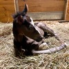 Foal in stall on bed of straw over Haygain Comfortstall flooring.
