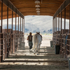 Horseman walking horse at Montana Center for Horsemanship