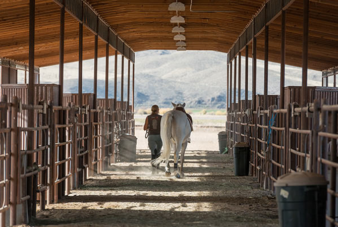 Horseman walking horse at Montana Center for Horsemanship