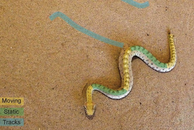 Sidewinder movement of snake similar to gait movement of horse with sidewinder syndrome.