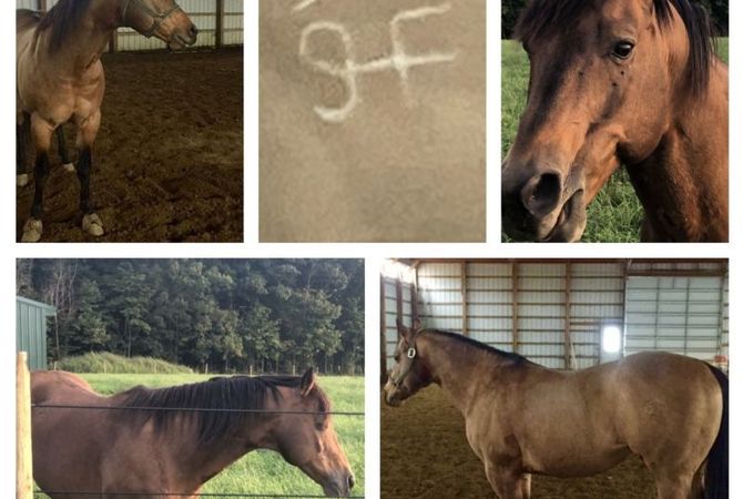 Stolen buckskin American Quarter Horse Newt photo collage