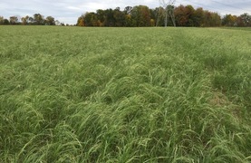 Field of teff grass hay ready for harvest.