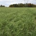 Field of teff grass hay ready for harvest.