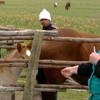 Visiting veterinarian ready to vaccinate horse in a pasture.