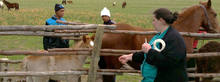 Traveling veterinarian visiting farm to vaccinate horses.