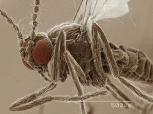 Up-close view of sandfly - Carrier of Equine Cutaneous Leishmaniasis infection.