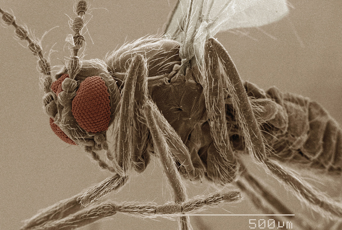 Close-up or a sand fly - carrier of vesicular stomatitis.