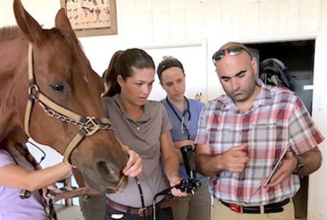 Dr. Jonathan Yardley and associates treating horse