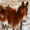 Two burros in a snowy pasture.