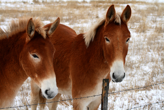 Two burros in a snowy pasture.