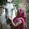 Woman in India with the white horse that works with the family.