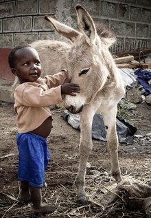 Young boy in Kenya with families' donkey foal.