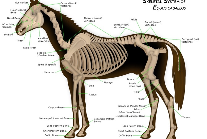 Horse skeletal anatomy showing leg and hip joints.