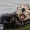 Sea otter in ocean habitat.