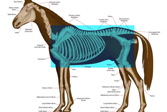 Prisma view of horse anatomy for use of Prisma technology
