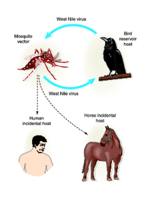 Disease progression from bird to mosquito - then to horse and/or human.