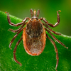 Tick responsible for spread of Lyme disease on a green background.