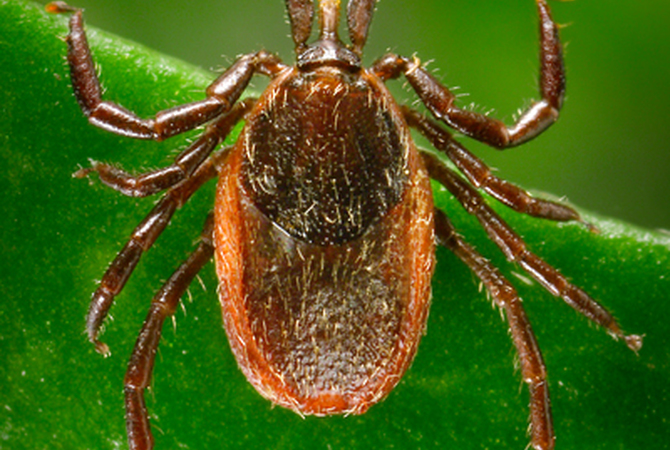 Tick - Carrier of Lyme and other horse diseases