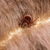 A tick embedded in horse's skin.