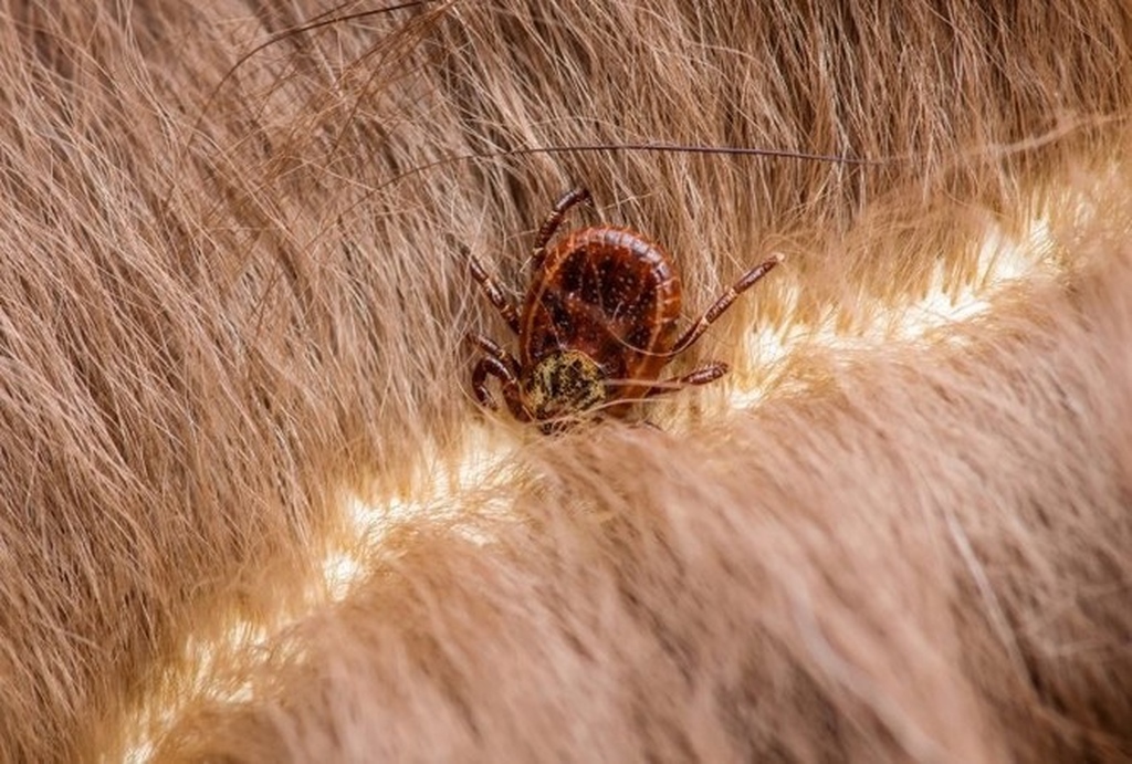 Как выглядит клещ на волосах Warmer Winters Mean More Tick Bites for Horses and Humans EquiMed - Horse Health