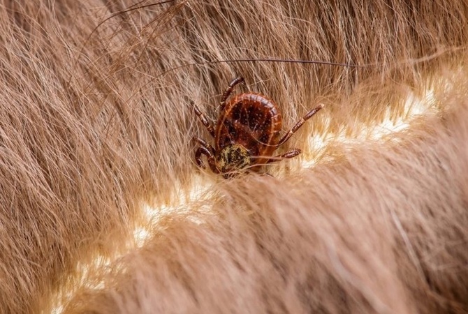 A tick embedded in horse's skin.