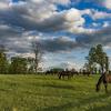 Horses grazing in large green pasture at Spindrift Farms.