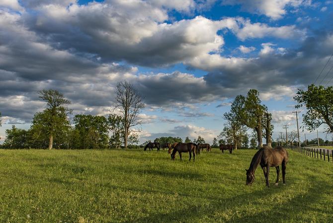 Horses grazing in pasture on a cloudy day.