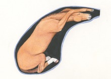 Normal presentation of a foal in the mare's uterus