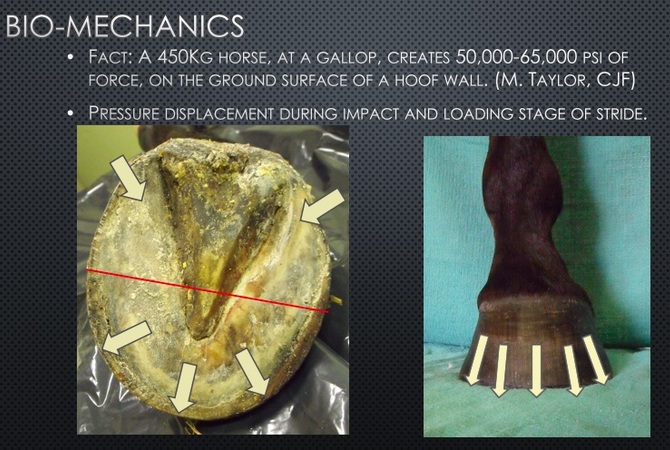 Bio-Mechanics related to balance in action of horse's hoof.