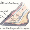 Illustration of horse foot anatomy