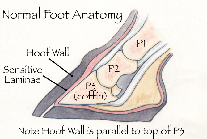 Illustration of horse foot anatomy