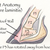 Illustration of horse's foot revealing a case of severe laminitis.