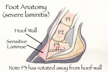 Healthy horse hoof structure