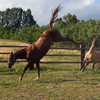 Exuberant horses playfully showing their athletic prowess.